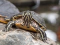 Small turtle staring at camera