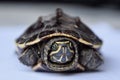 A small turtle is staring at the camera, Thai animal, Cute