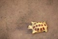 Small turtle statue on sandstone floor Royalty Free Stock Photo