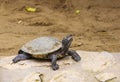 Small turtle on the stone. Close up. Royalty Free Stock Photo
