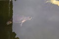 Small Turtle Swimming in Murky Pond Water Top View Royalty Free Stock Photo