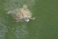 Small turtle swimming in pond Royalty Free Stock Photo