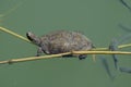 A small turtle swims in green water on a reed. Fishes scurry around