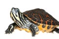 Small turtle on white background