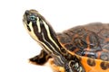 Small turtle on white background Royalty Free Stock Photo