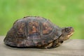 Small turtle on wooden porch Royalty Free Stock Photo