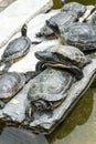 Small turtles in garden lying around with close up Royalty Free Stock Photo