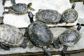 Small turtles in garden lying around with close up Royalty Free Stock Photo