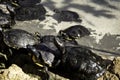 Small lake turtles Royalty Free Stock Photo