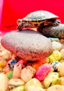 Small turtles like to sunbathe for their health Royalty Free Stock Photo