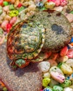 Small turtles like to sunbathe for their health Royalty Free Stock Photo