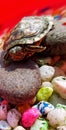 Small turtles like to sunbathe for their health Royalty Free Stock Photo