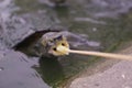 Small turtles are looking at the camera. Royalty Free Stock Photo