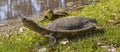 Small Turtles at Lake, Flores, Uruguay Royalty Free Stock Photo