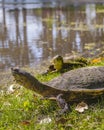 Small Turtles at Lake, Flores, Uruguay Royalty Free Stock Photo