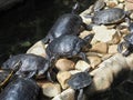 Small Turtles Resting On Rocks In The Sun