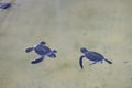 2 small turtles swim in the water