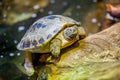 Small turtles in water Royalty Free Stock Photo