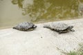 Small turtles water