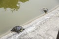 Small turtles water