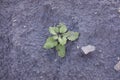 Small Tussilago farfara aka coltsfoot plant on the bare ground.