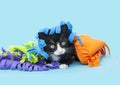 Small Tuxedo Kitten peeking from under a colorful blanket, blue background