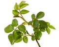 Small twig of rose with young green leaves and thorns, isolated on white background Royalty Free Stock Photo