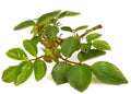 Small twig of rose with young green leaves and thorns, isolated on white background Royalty Free Stock Photo