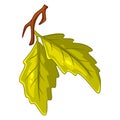 A small twig with two oak leaves. Cartoon style.