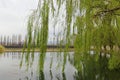 Small twigs and green leaves of weeping weeping (Salix babylonica) falling over a lake Royalty Free Stock Photo