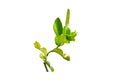 Small twigs of kaffir lime plants with green leaves have serrations on the edges of the leaves and have a fragrant aroma