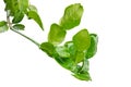 Small twigs of kaffir lime plants with green leaves have serrations on the edges of the leaves and have a fragrant aroma