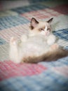 Two month old Ragdoll kitten at home Royalty Free Stock Photo