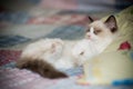Two month old Ragdoll kitten at home Royalty Free Stock Photo