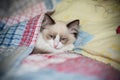 Two month old Ragdoll kitten at home Royalty Free Stock Photo