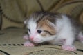 a small, two-week-old domestic kitten that has just opened its eyes.