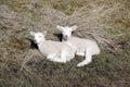 Small two white lambs relaxing on the grass Royalty Free Stock Photo