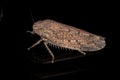 Small Typical Leafhopper Royalty Free Stock Photo