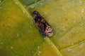 Small Typical Leafhopper Royalty Free Stock Photo