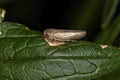 Small Typical Leafhopper Royalty Free Stock Photo