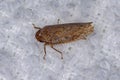 Small Typical Leafhopper Royalty Free Stock Photo