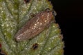 Small Typical Leafhopper Royalty Free Stock Photo