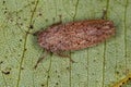 Small Typical Leafhopper Royalty Free Stock Photo
