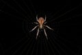 Small Typical Orbweaver Royalty Free Stock Photo