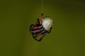 Small Typical Orbweaver Royalty Free Stock Photo