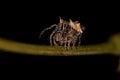 Small Typical Orbweaver Royalty Free Stock Photo