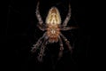 Small Typical Orbweaver Royalty Free Stock Photo