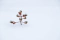 Small ugly pine alone in snow Royalty Free Stock Photo