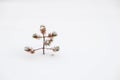 Small ugly pine alone in snow Royalty Free Stock Photo