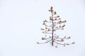 Small ugly pine alone in snow Royalty Free Stock Photo